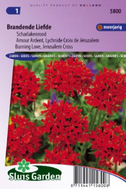Burning Love (Lychnis chalcedonica) 400 seeds SL